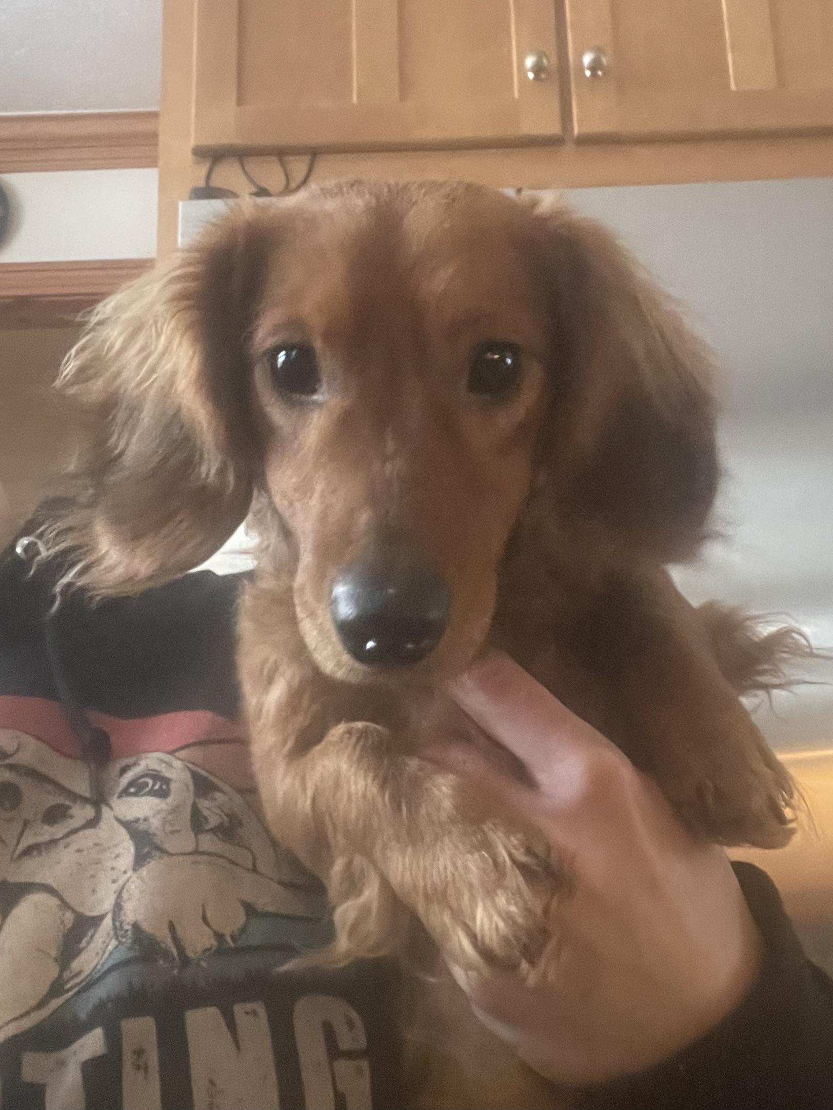 Enlarge Banger, an adoptable Dachshund (Long Haired) in Cleveland, OH image 2/4