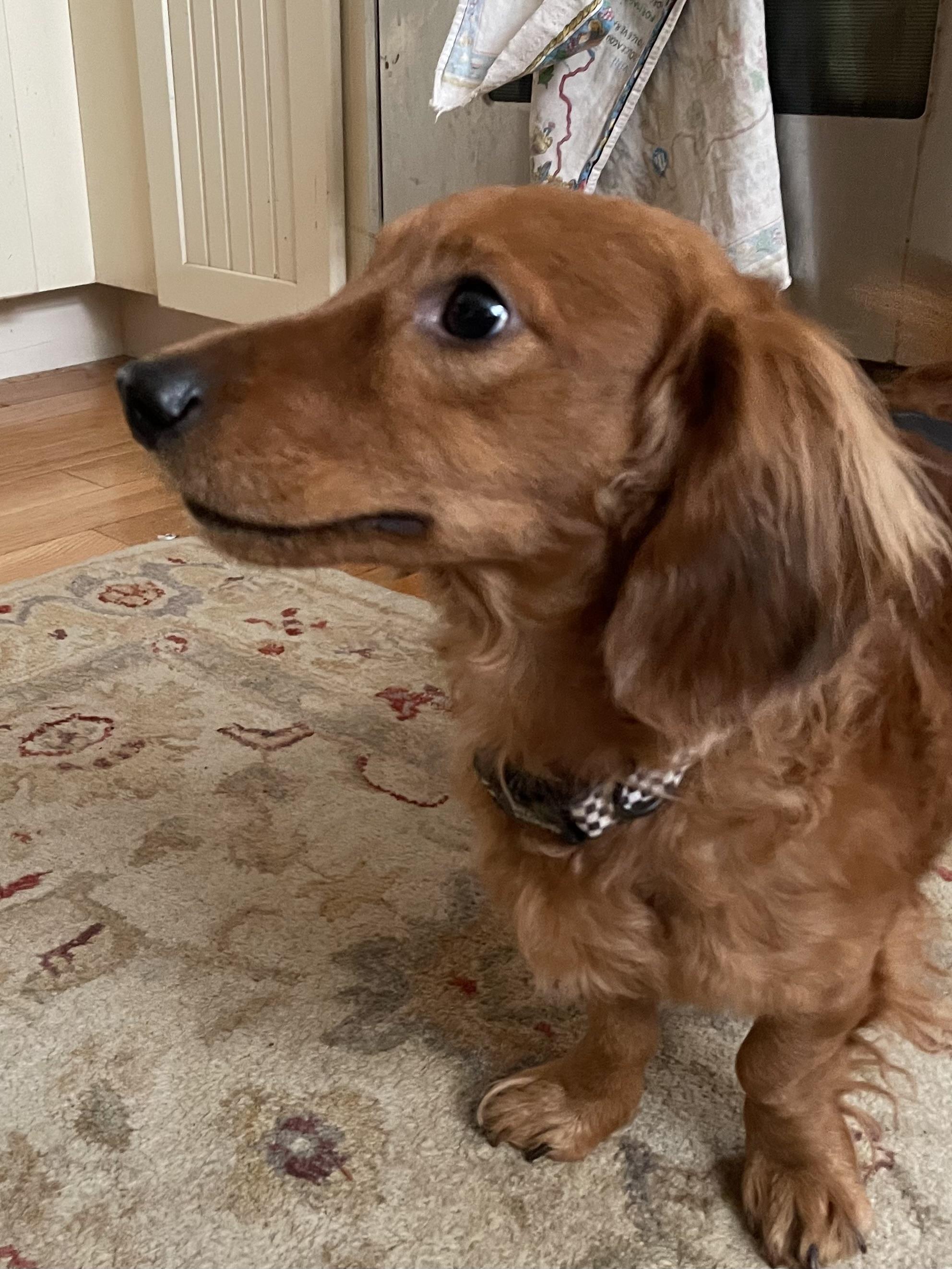 Enlarge Banger, an adoptable Dachshund (Long Haired) in Cleveland, OH image 3/4