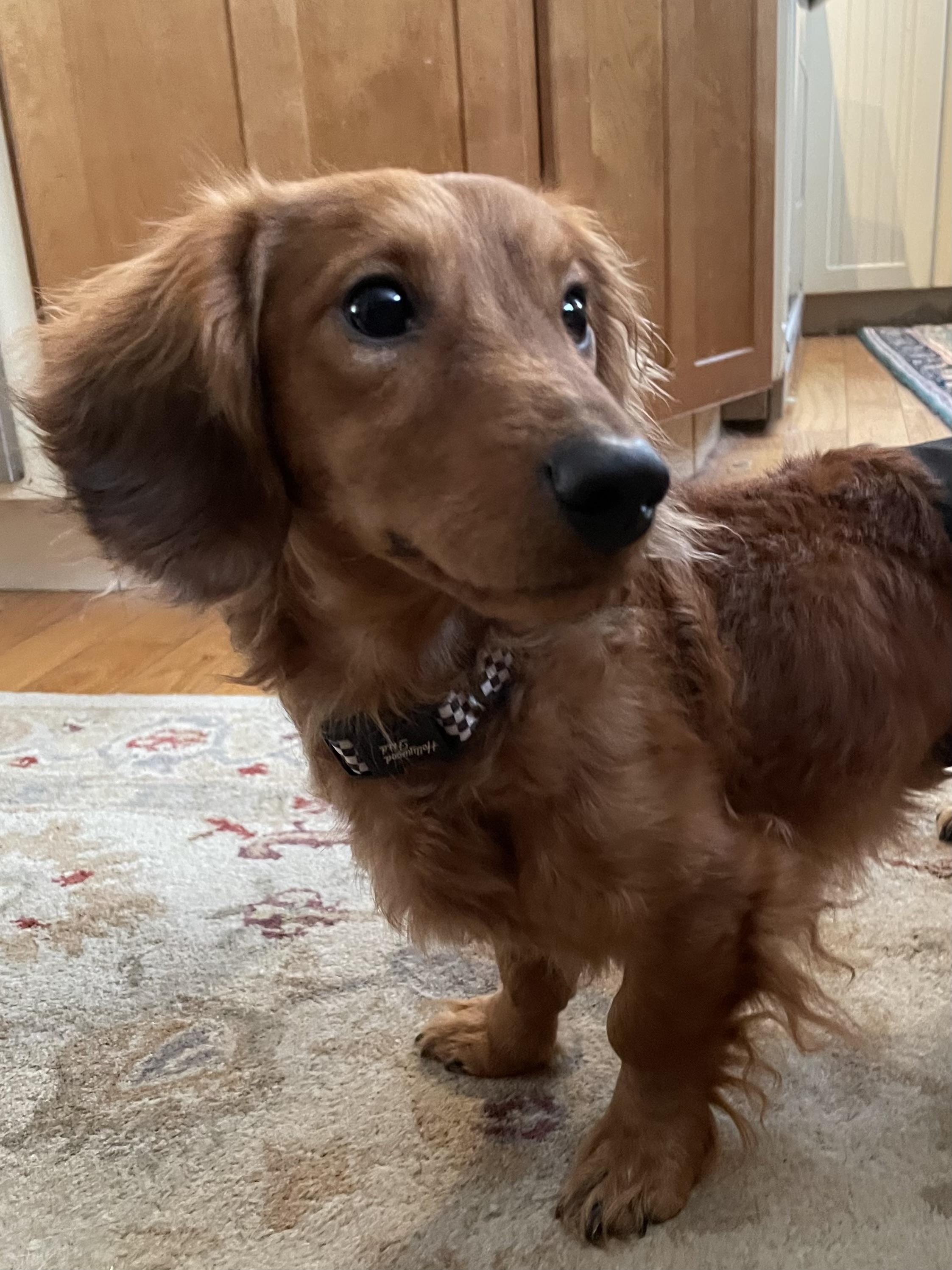 Enlarge Banger, an adoptable Dachshund (Long Haired) in Cleveland, OH image 4/4