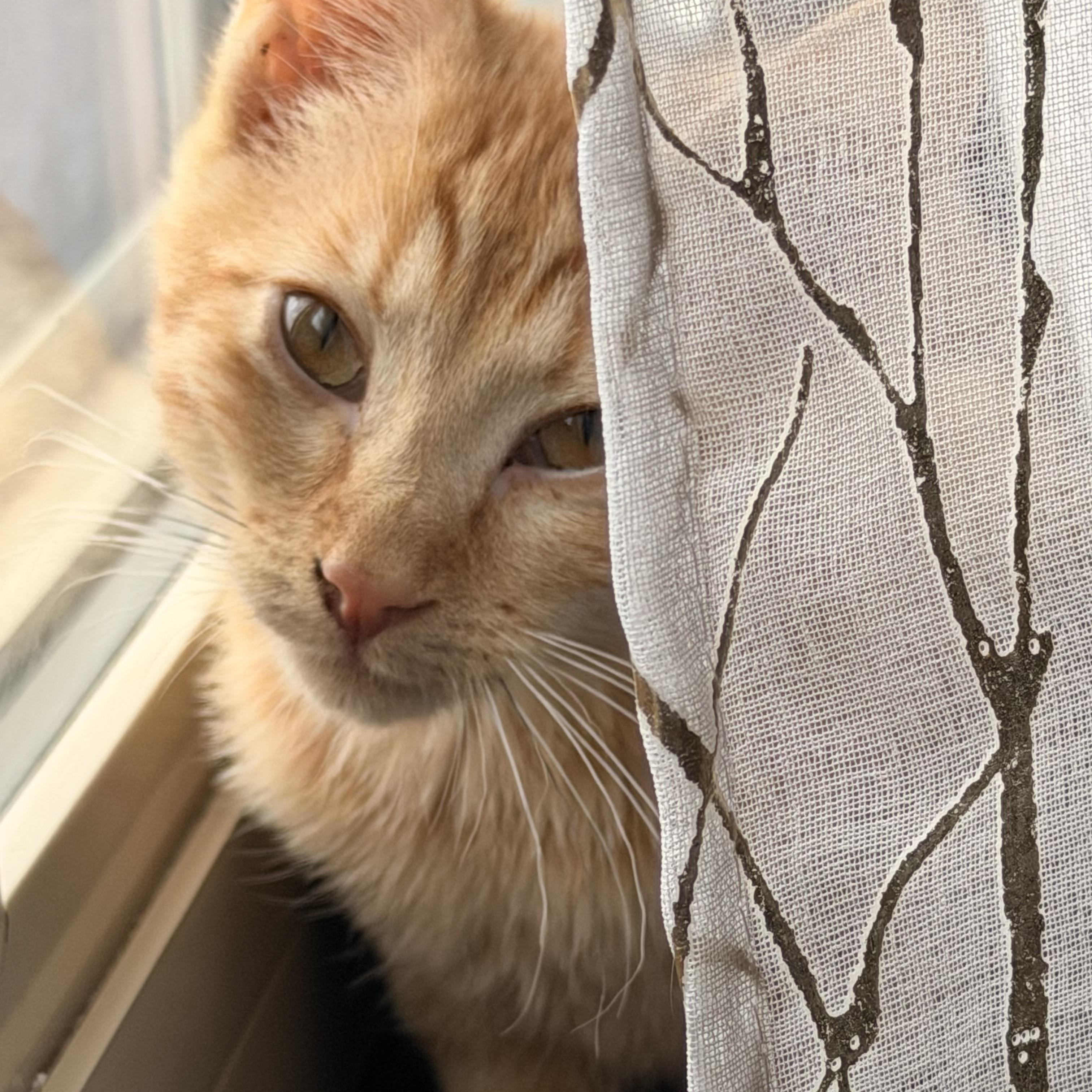 Rusty, Adoptable, Kitten Female Domestic Short Hair.
