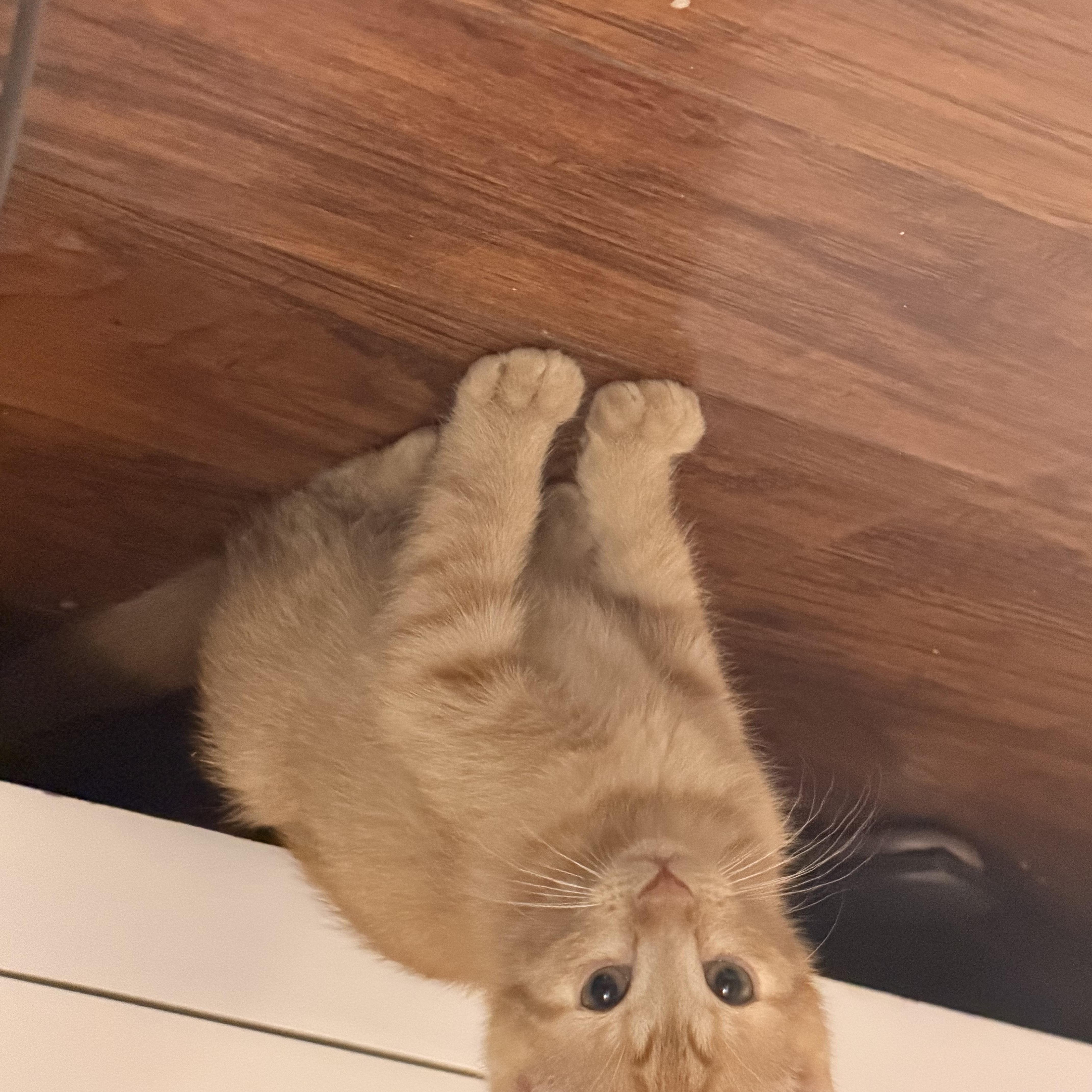 Enlarge Rusty, a Adoptable Domestic Short Hair in Denver, CO image 3/4