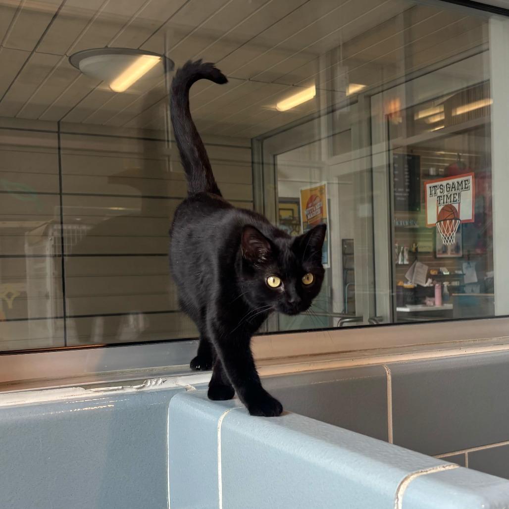 Enlarge Sally, a Adoptable mixed breed in Matteson, IL image 2/6