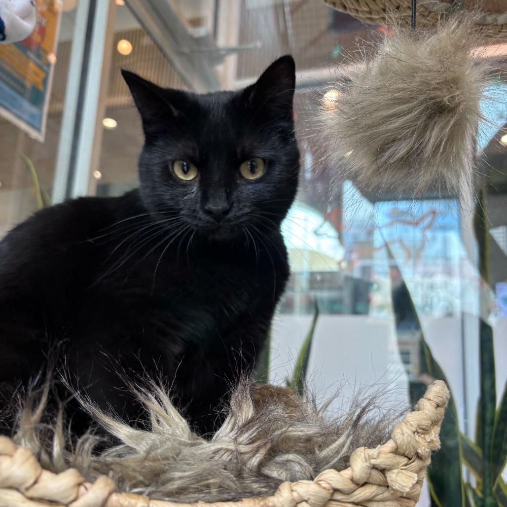 Enlarge Sally, a Adoptable mixed breed in Matteson, IL image 3/6