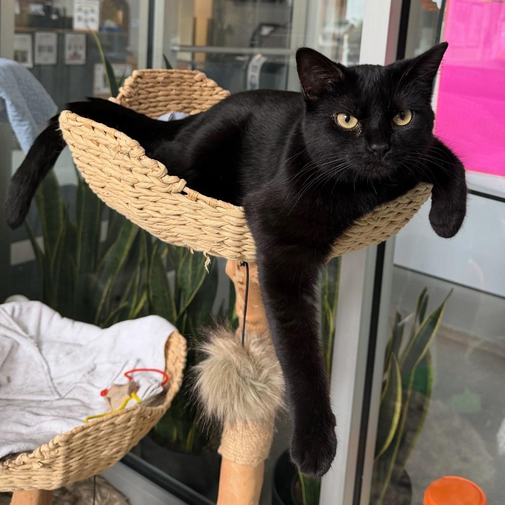 Enlarge Sally, a Adoptable mixed breed in Matteson, IL image 4/6