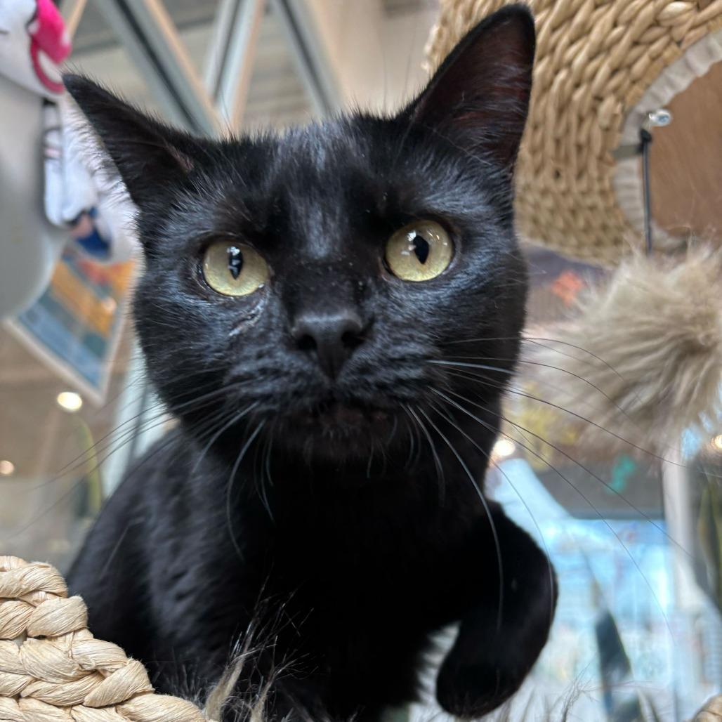 Enlarge Sally, a Adoptable mixed breed in Matteson, IL image 5/6