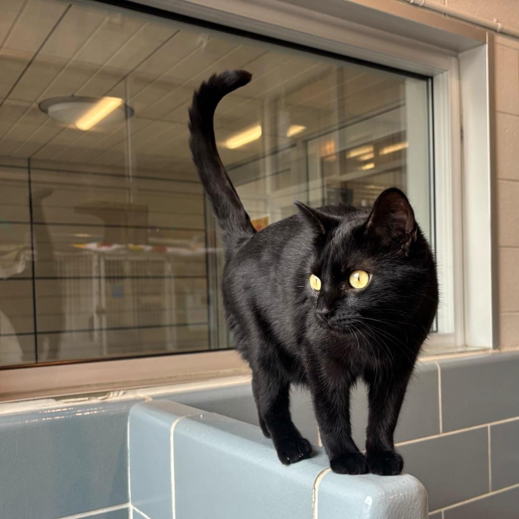 Enlarge Sally, a Adoptable mixed breed in Matteson, IL image 6/6