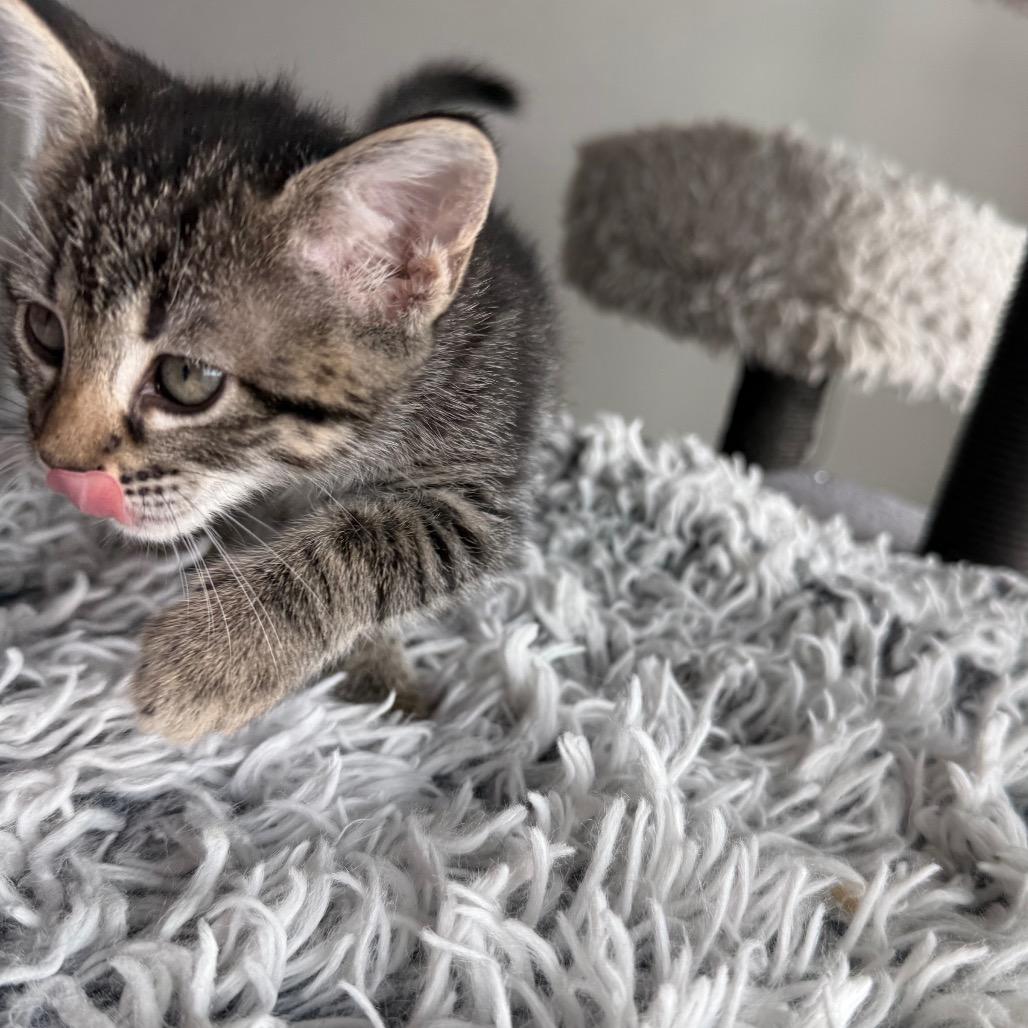 Octave, Adoptable, Kitten Female Domestic Short Hair.