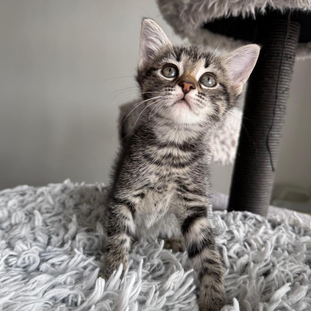 Enlarge Octave, a Adoptable Domestic Short Hair in Seminole, FL image 2/4
