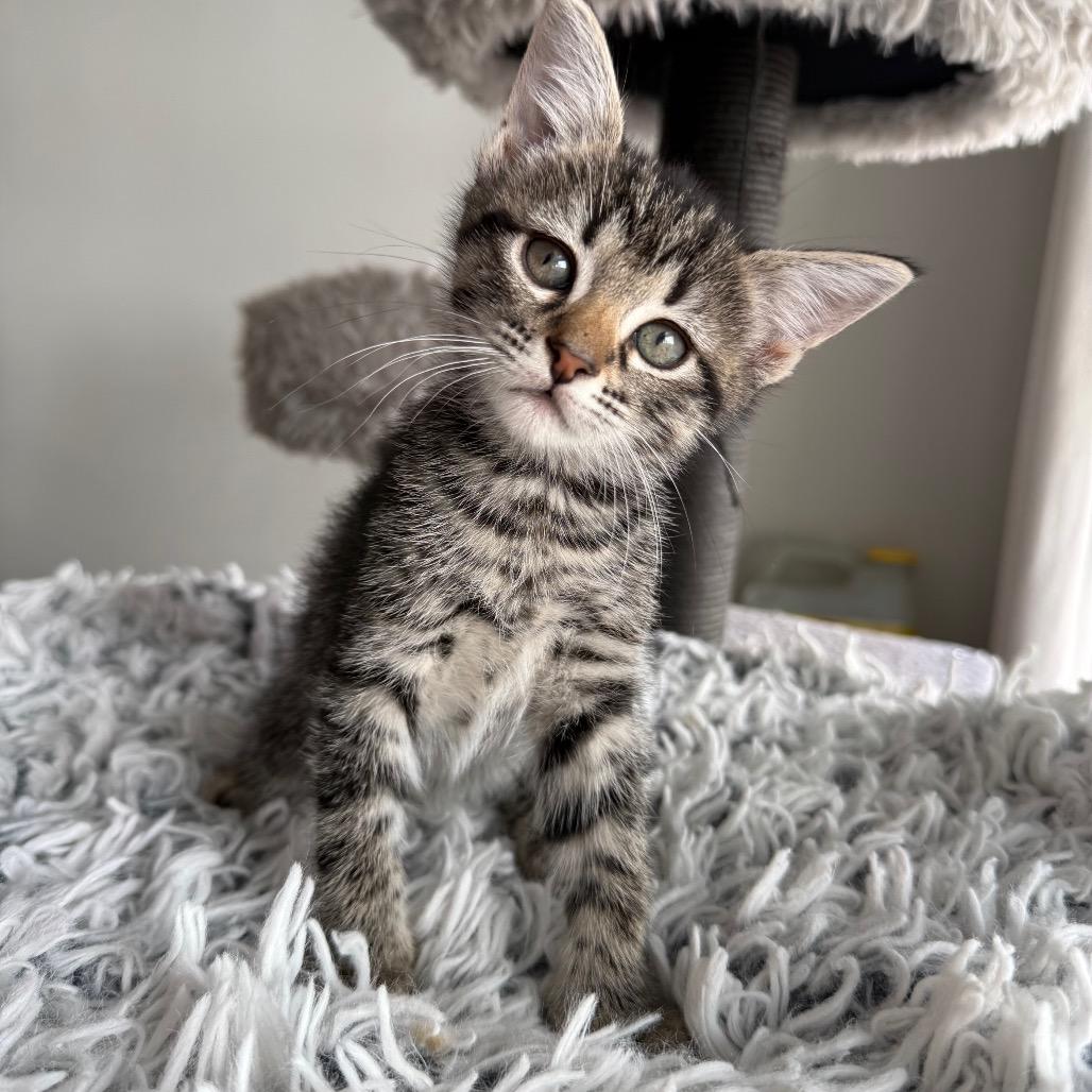 Enlarge Octave, a Adoptable Domestic Short Hair in Seminole, FL image 3/4