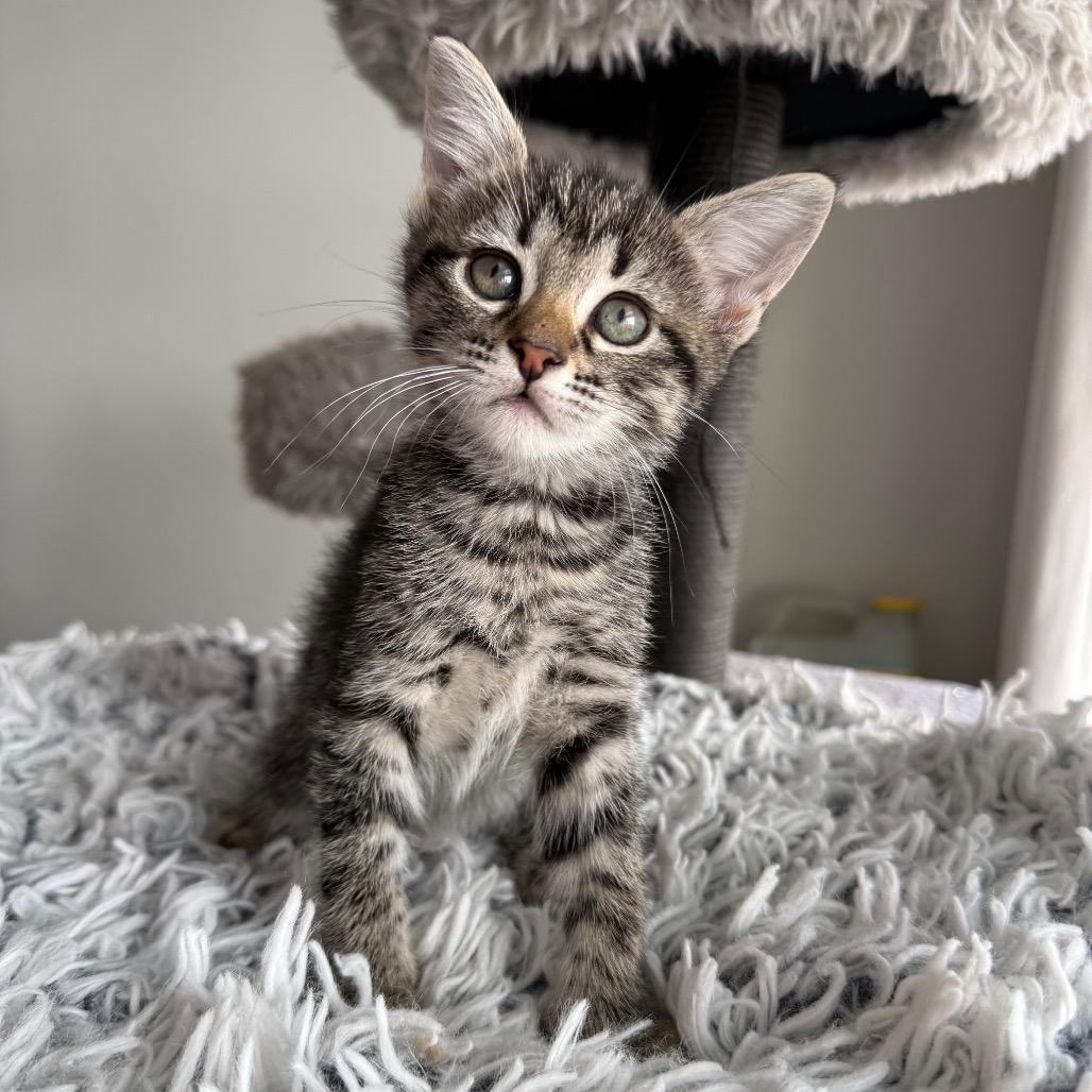 Enlarge Octave, a Adoptable Domestic Short Hair in Seminole, FL image 4/4
