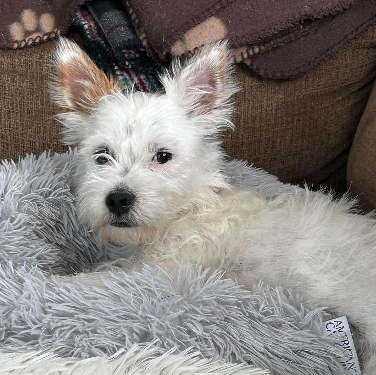 Piper, an adopted mixed breed in Rochester, NY image 4/5
