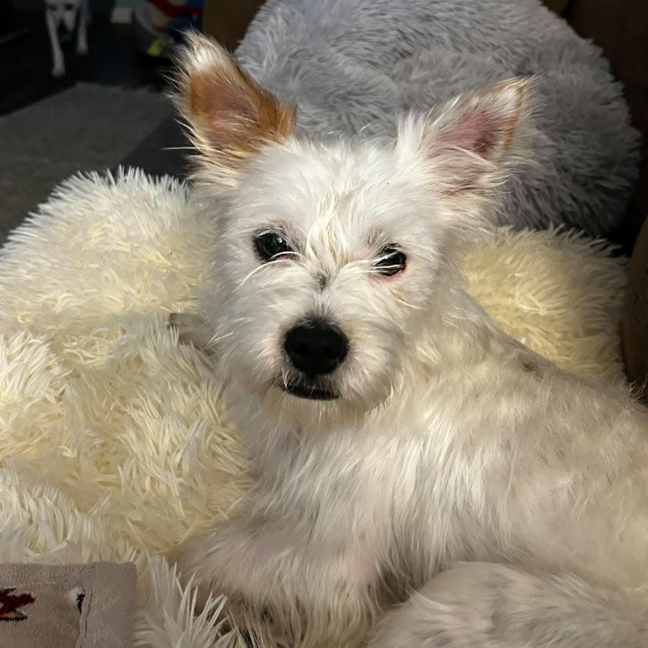 Piper, an adopted mixed breed in Rochester, NY image 3/5