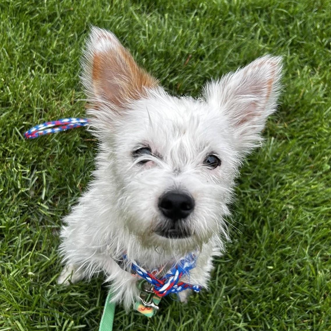 Piper, an adopted mixed breed in Rochester, NY image 1/5