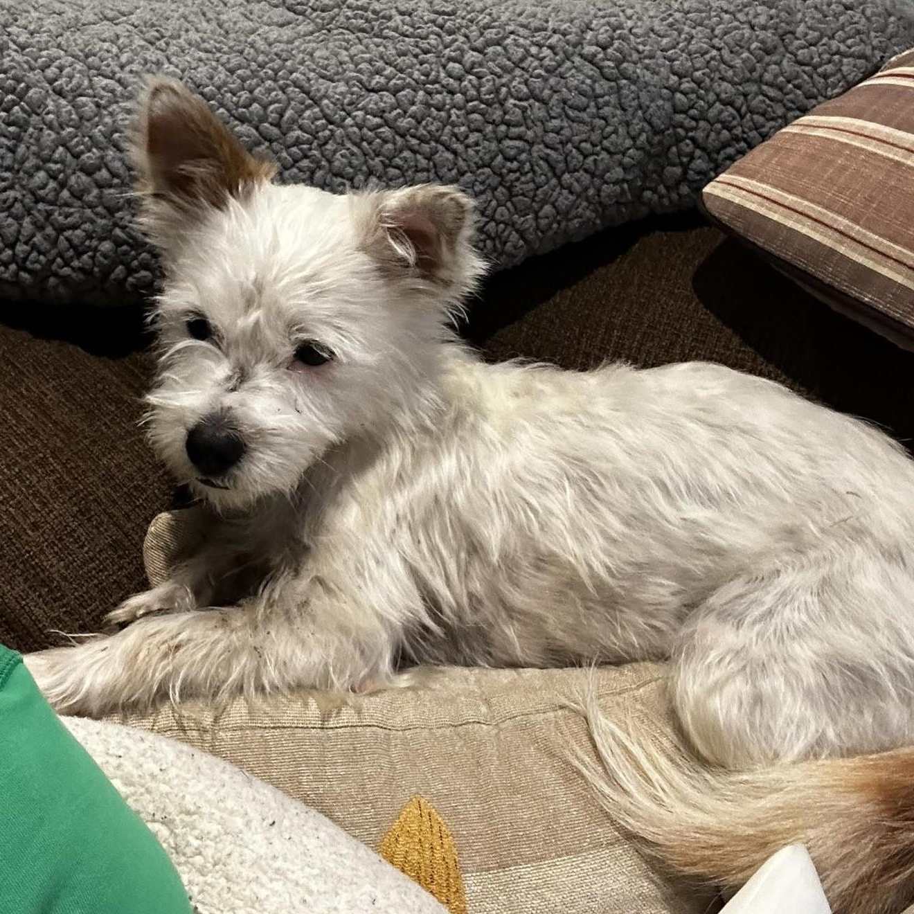 Piper, an adopted mixed breed in Rochester, NY image 2/5
