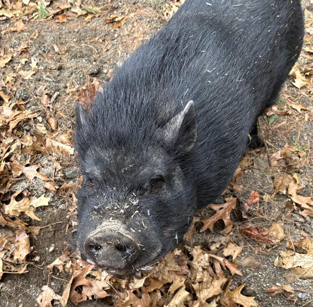 GORDY, Adoptable, Adult Male Pig.