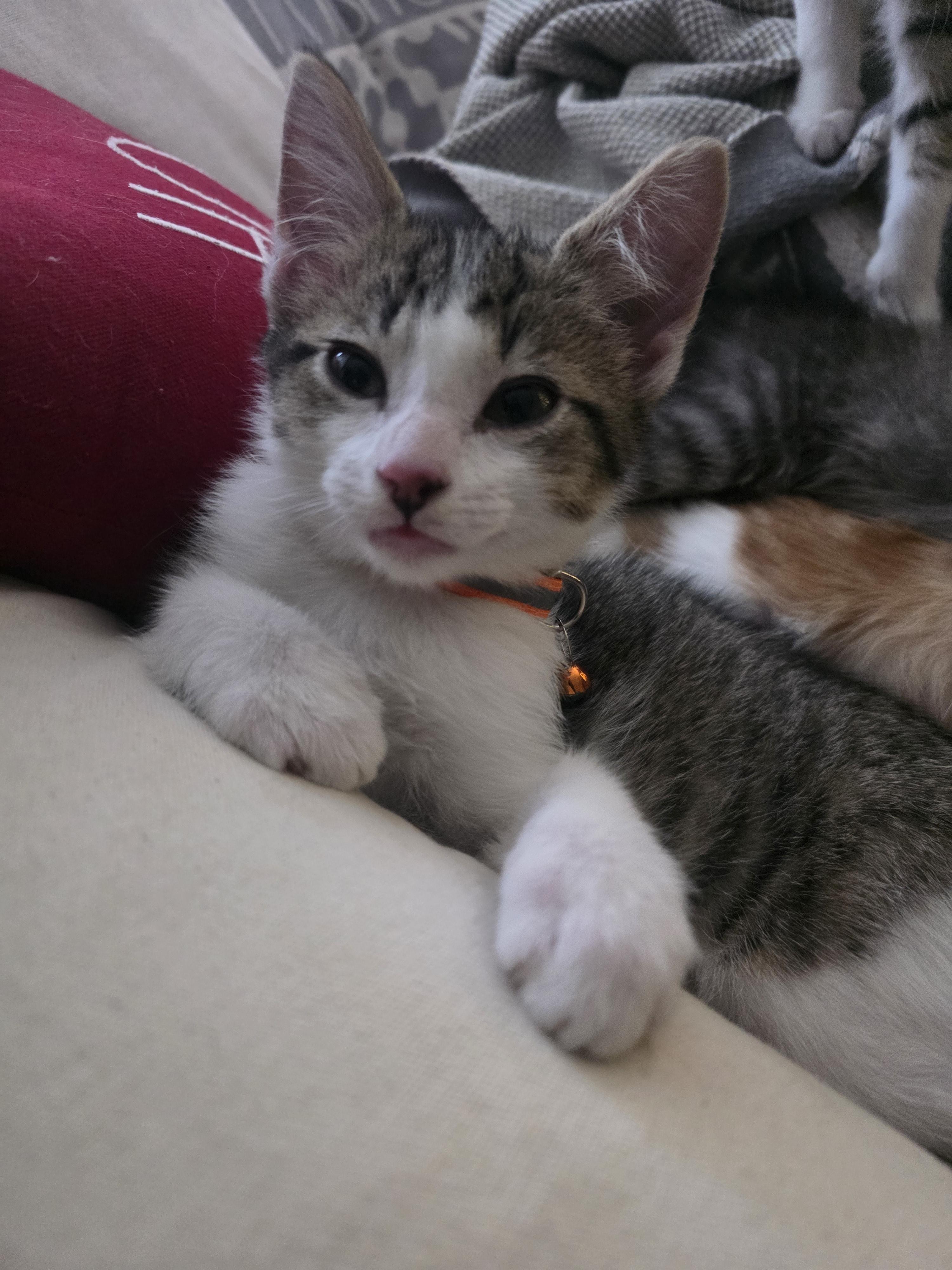 Kahl Drogo, a Adopted Domestic Short Hair in Troy, MI image 1/6