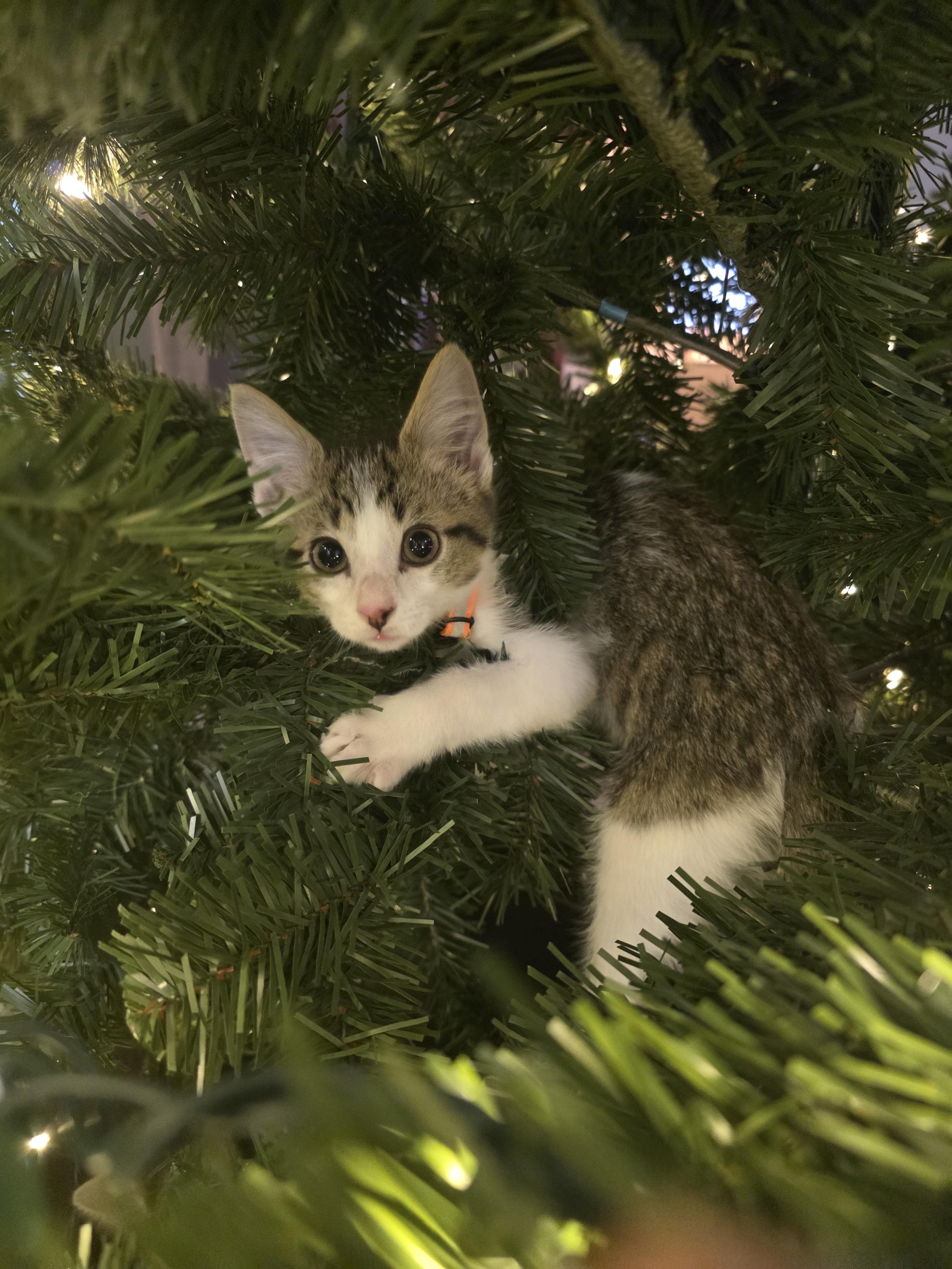 Kahl Drogo, a Adopted Domestic Short Hair in Troy, MI image 2/6