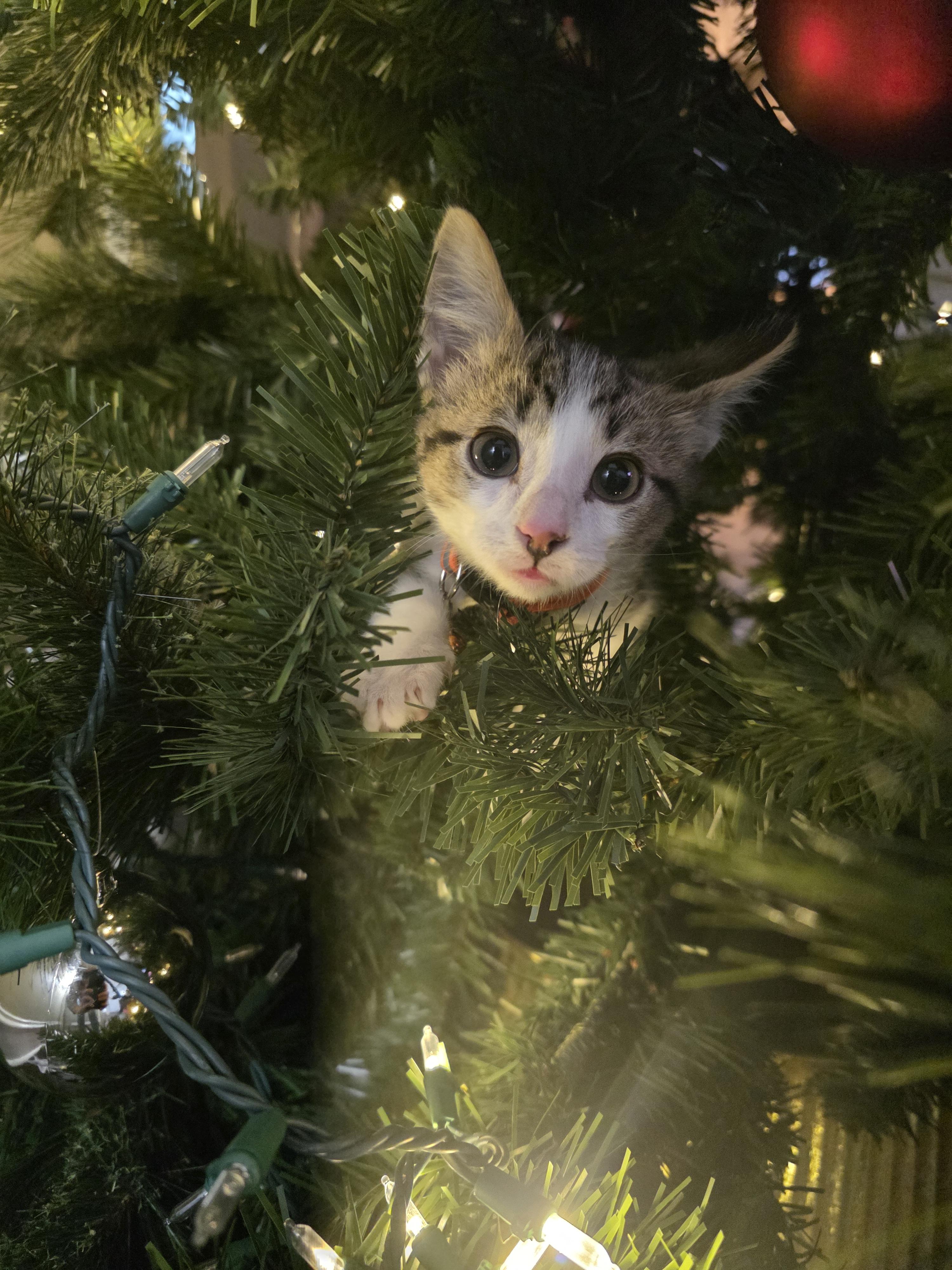 Kahl Drogo, a Adopted Domestic Short Hair in Troy, MI image 3/6