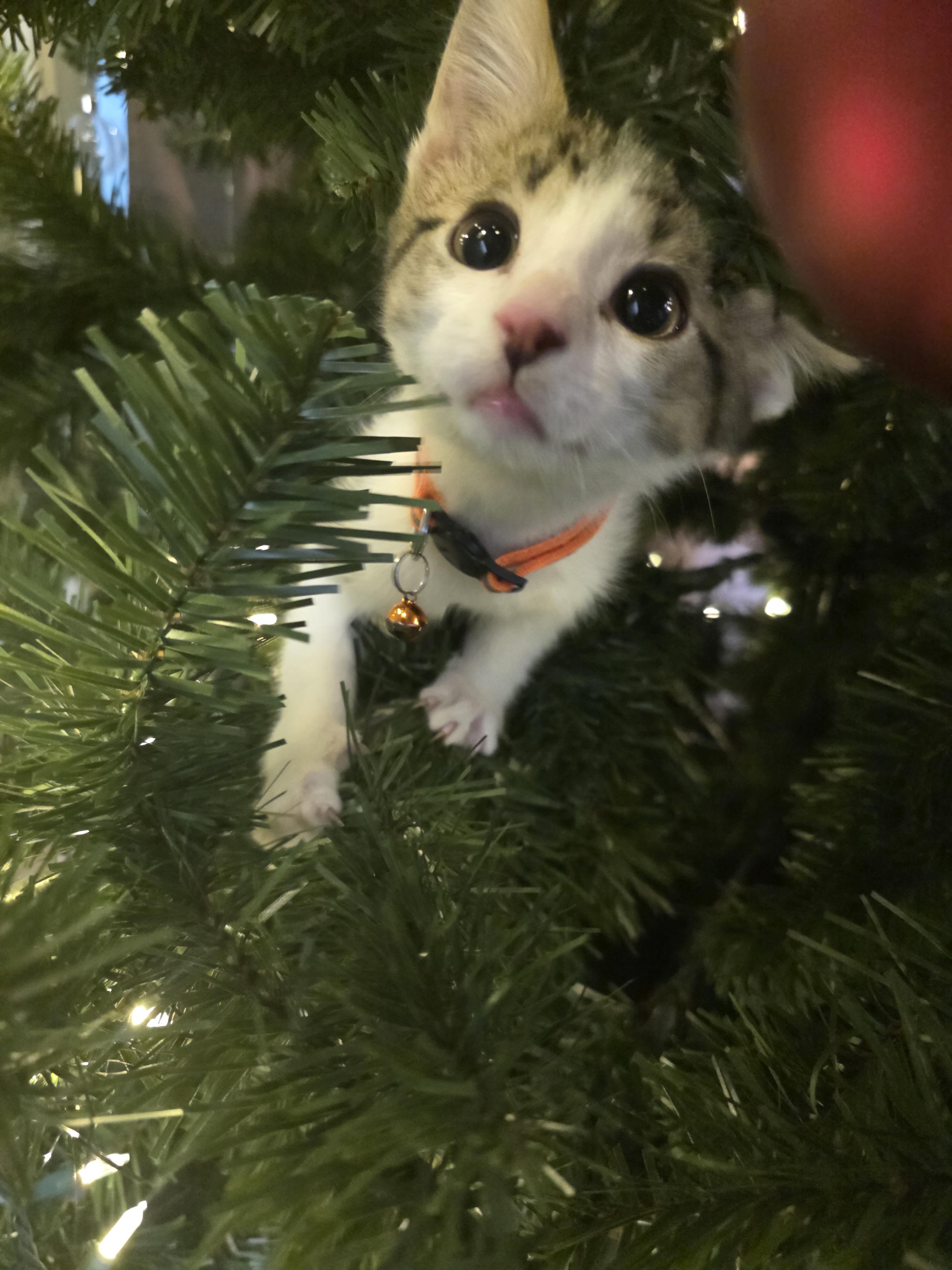 Kahl Drogo, a Adopted Domestic Short Hair in Troy, MI image 4/6