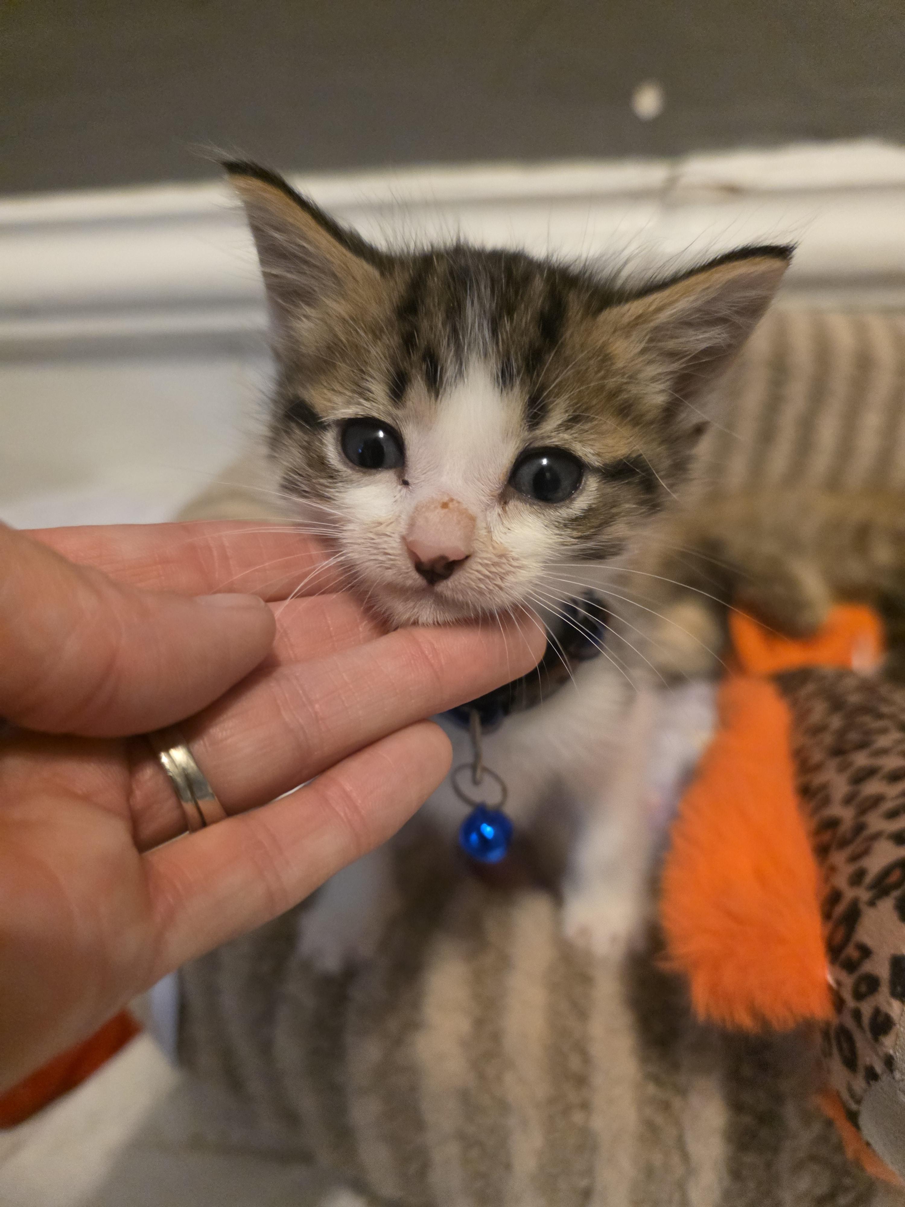 Kahl Drogo, a Adopted Domestic Short Hair in Troy, MI image 5/6