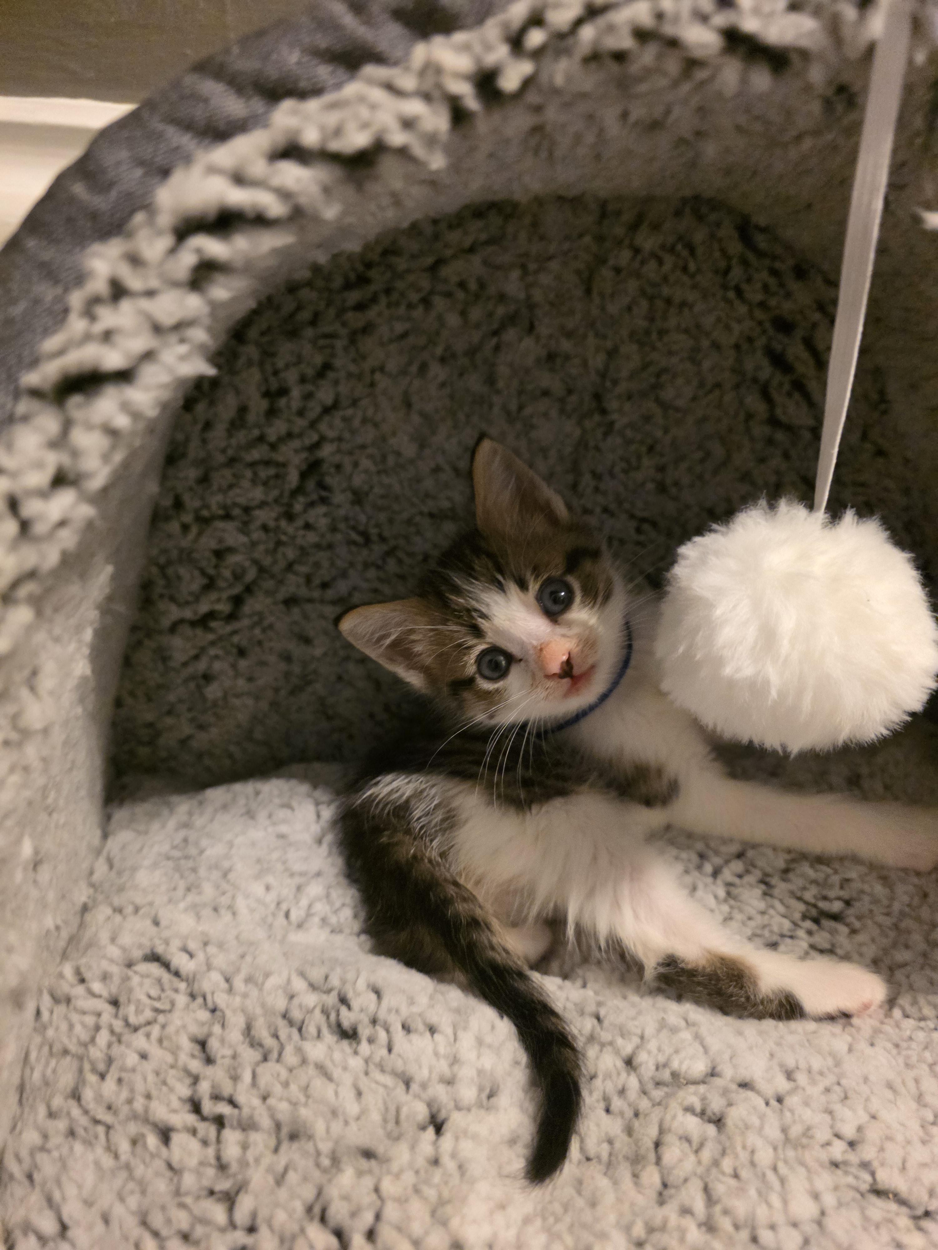 Kahl Drogo, a Adopted Domestic Short Hair in Troy, MI image 6/6