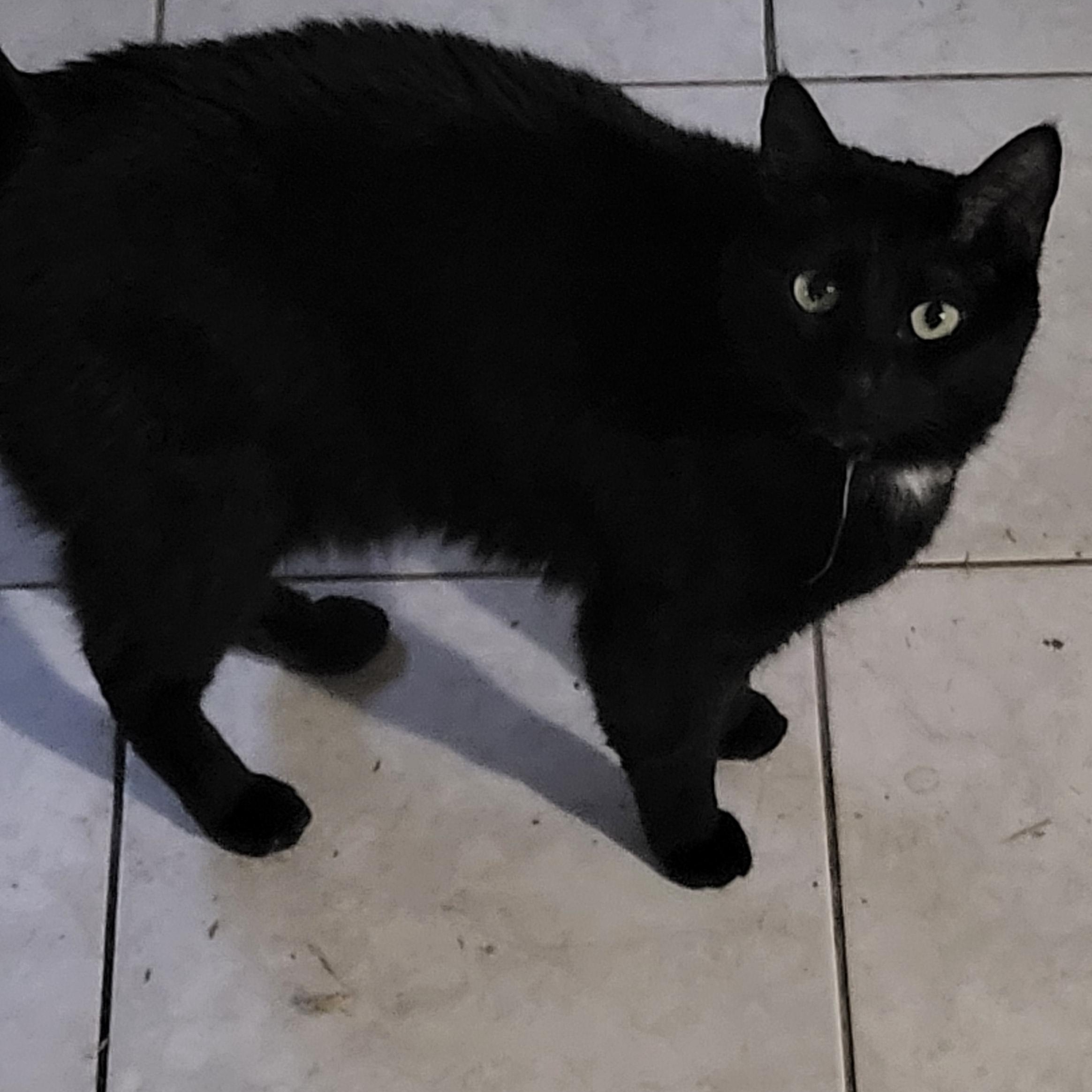 Enlarge Sumi, an adopted Domestic Short Hair in Concord, CA image 1/1