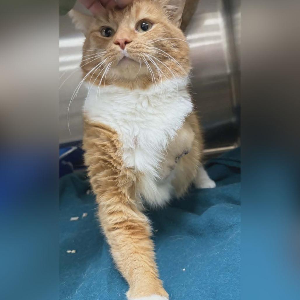 Bender, Adoptable, Senior Male Domestic Short Hair.
