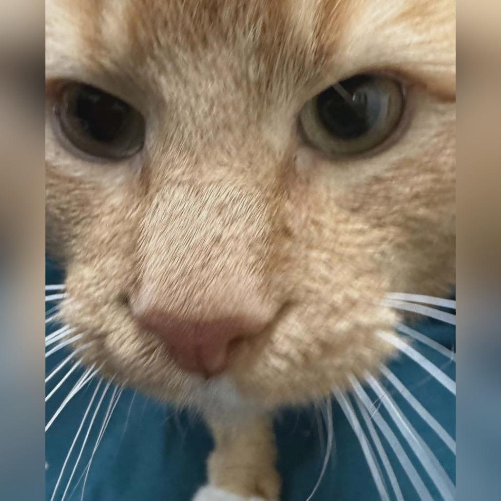 Enlarge Bender, a Adoptable Domestic Short Hair in Toledo, OH image 2/3