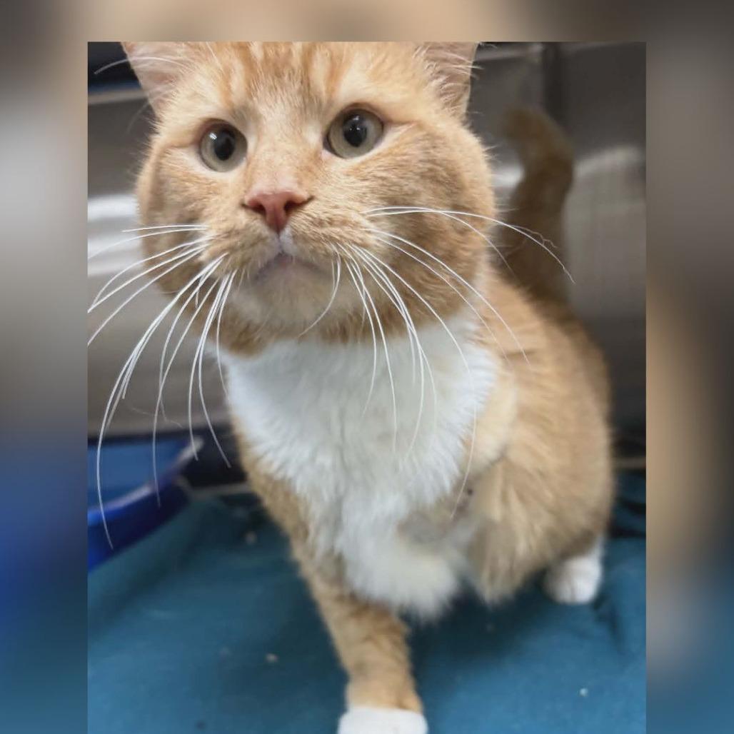 Enlarge Bender, a Adoptable Domestic Short Hair in Toledo, OH image 3/3