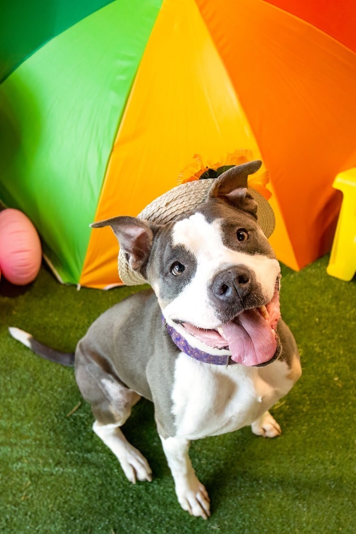 Michonne, an adoptable American Staffordshire Terrier, American Bully in Chandler, AZ, 85244 | Photo Image 1