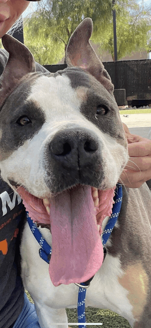 Michonne, an adoptable American Staffordshire Terrier, American Bully in Chandler, AZ, 85244 | Photo Image 3