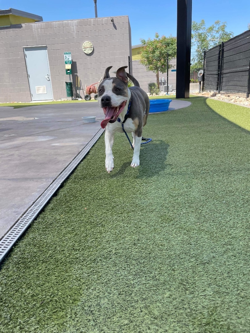 Michonne, an adoptable American Staffordshire Terrier, American Bully in Chandler, AZ, 85244 | Photo Image 4