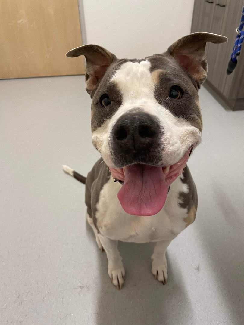 Michonne, an adoptable American Staffordshire Terrier, American Bully in Chandler, AZ, 85244 | Photo Image 5