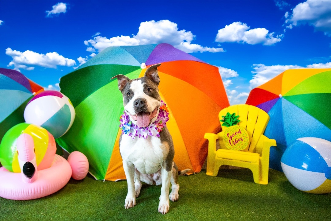 Michonne, an adoptable American Staffordshire Terrier, American Bully in Chandler, AZ, 85244 | Photo Image 6