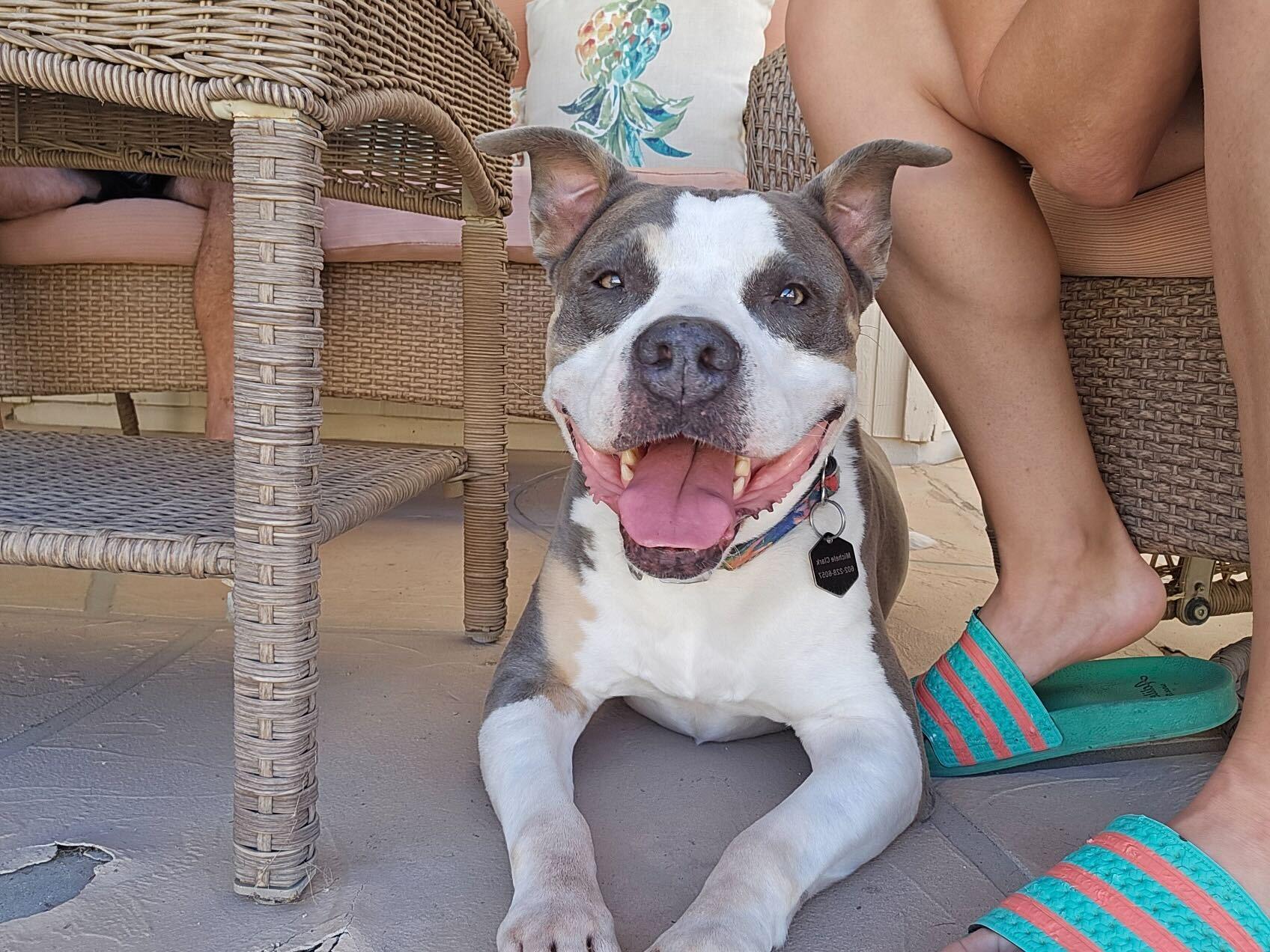 Michonne, an adoptable American Staffordshire Terrier, American Bully in Chandler, AZ, 85244 | Photo Image 2