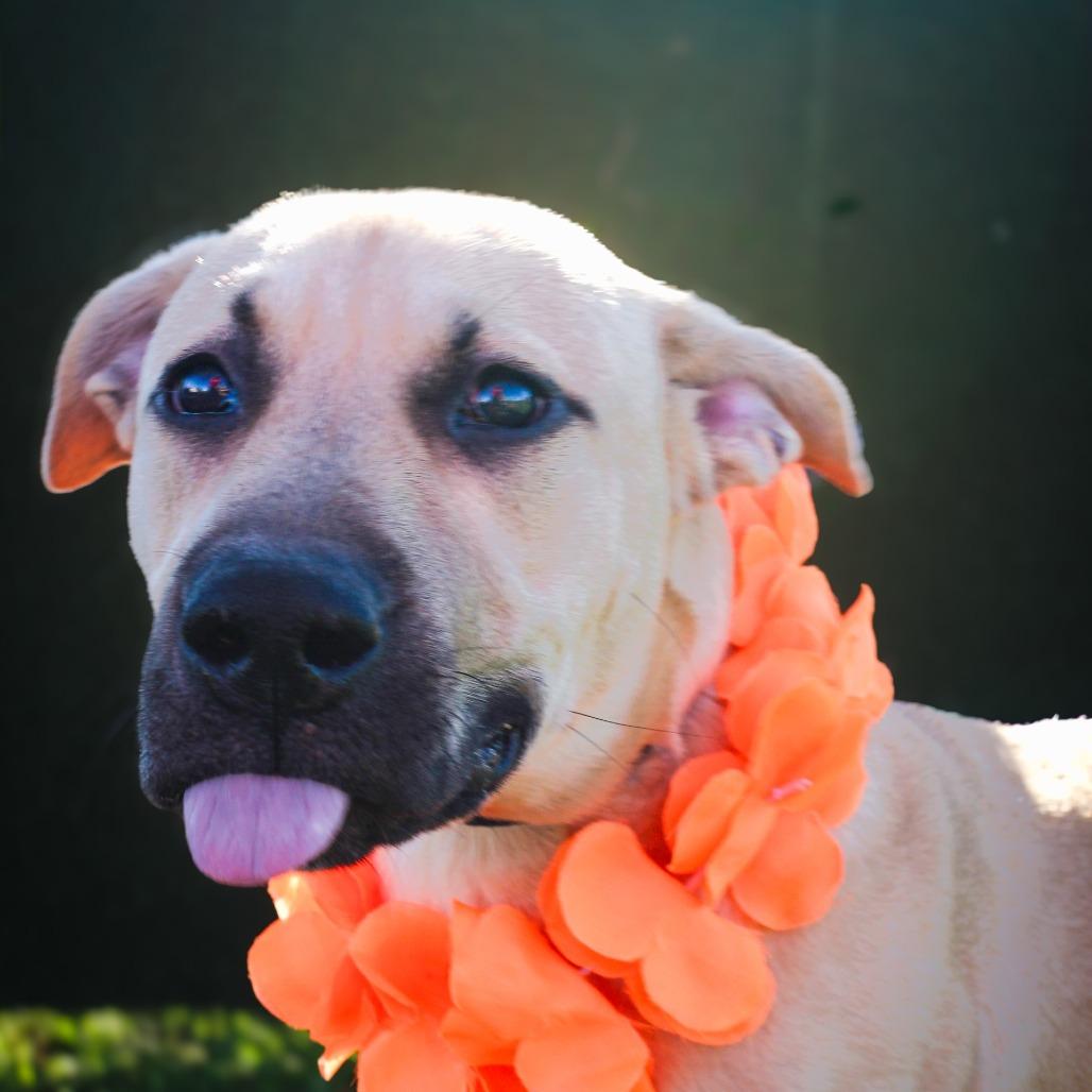 Yogurt, a Adoptable Mixed Breed in Lake Jackson, TX image 1/3