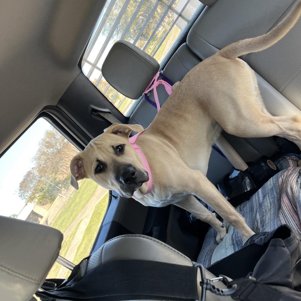 Yogurt — thumbnail 2