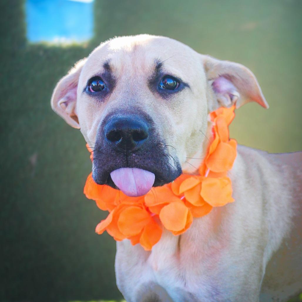 Yogurt, a Adoptable Mixed Breed in Lake Jackson, TX image 3/3