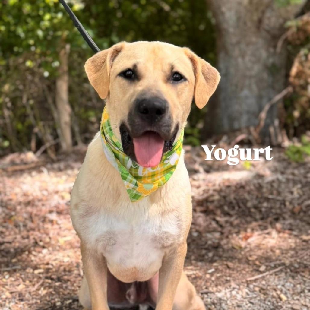 Yogurt, a Adoptable Mixed Breed in Lake Jackson, TX image 3/3