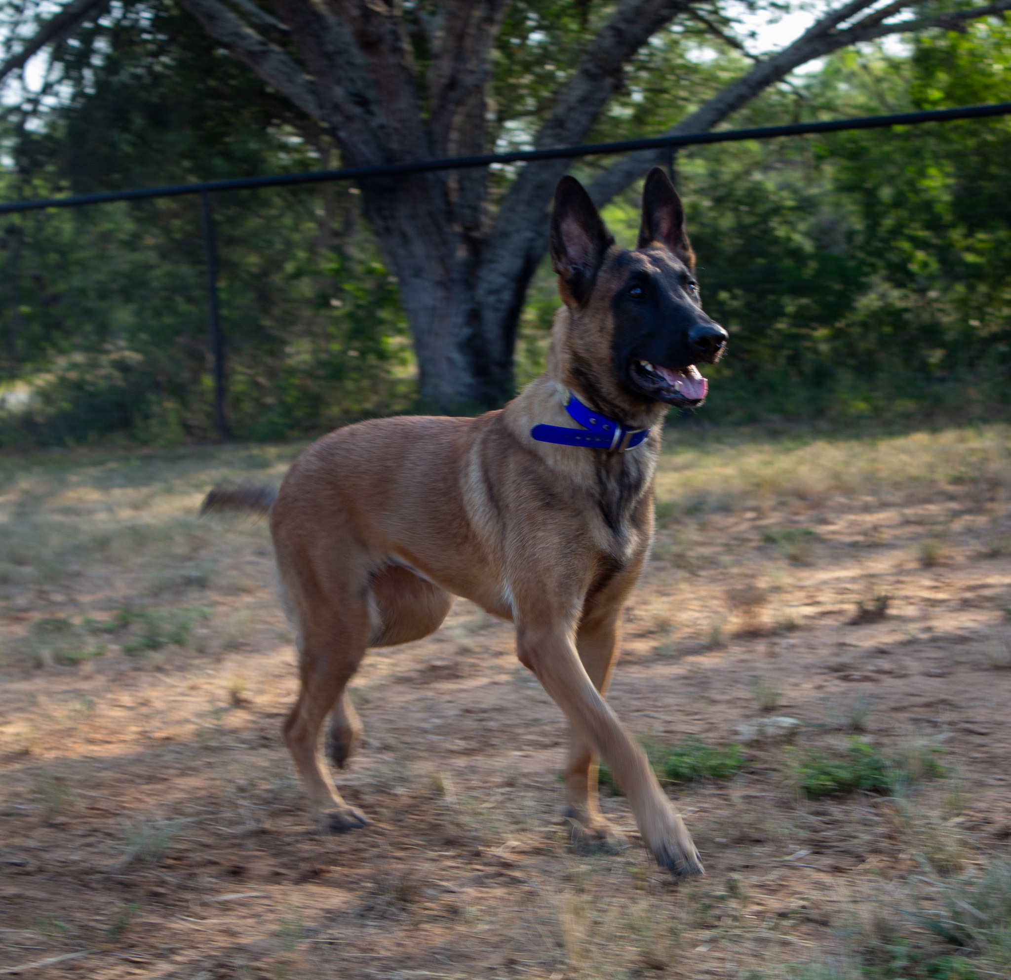 Zoe, Adopted, Young Female Belgian Shepherd / Malinois.