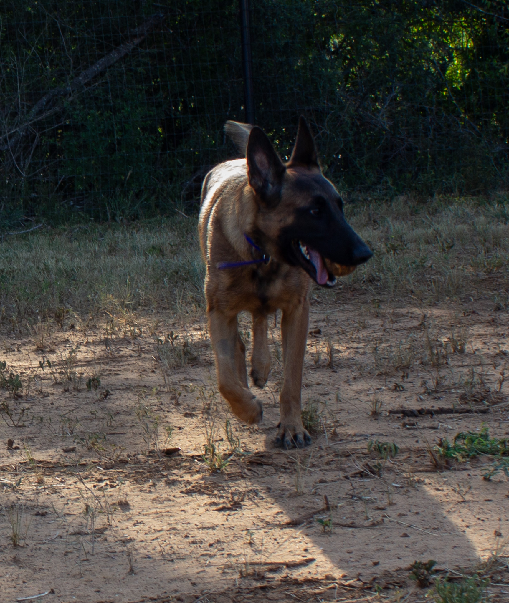 Enlarge Zoe, a Adopted Belgian Shepherd / Malinois in Lytle, TX image 2/5