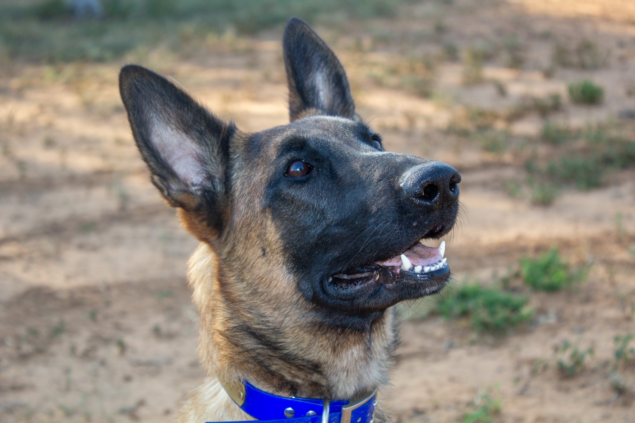 Enlarge Zoe, a Adopted Belgian Shepherd / Malinois in Lytle, TX image 3/5