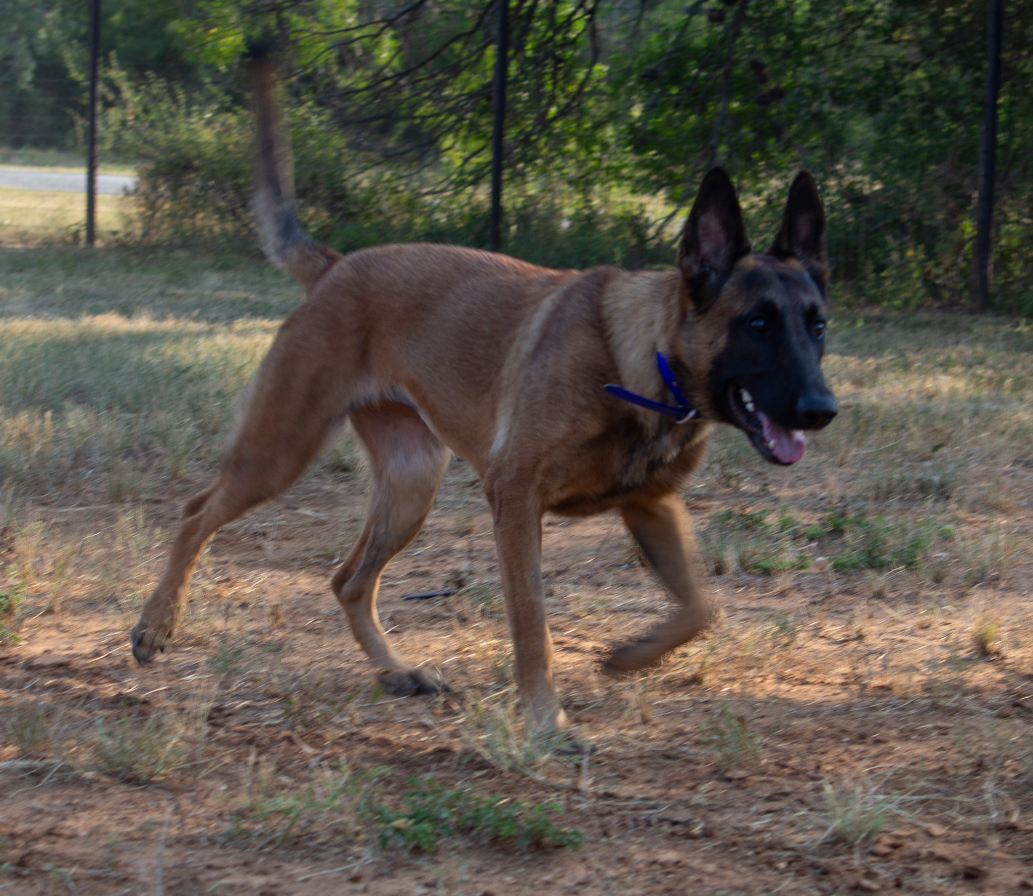 Enlarge Zoe, a Adopted Belgian Shepherd / Malinois in Lytle, TX image 4/5