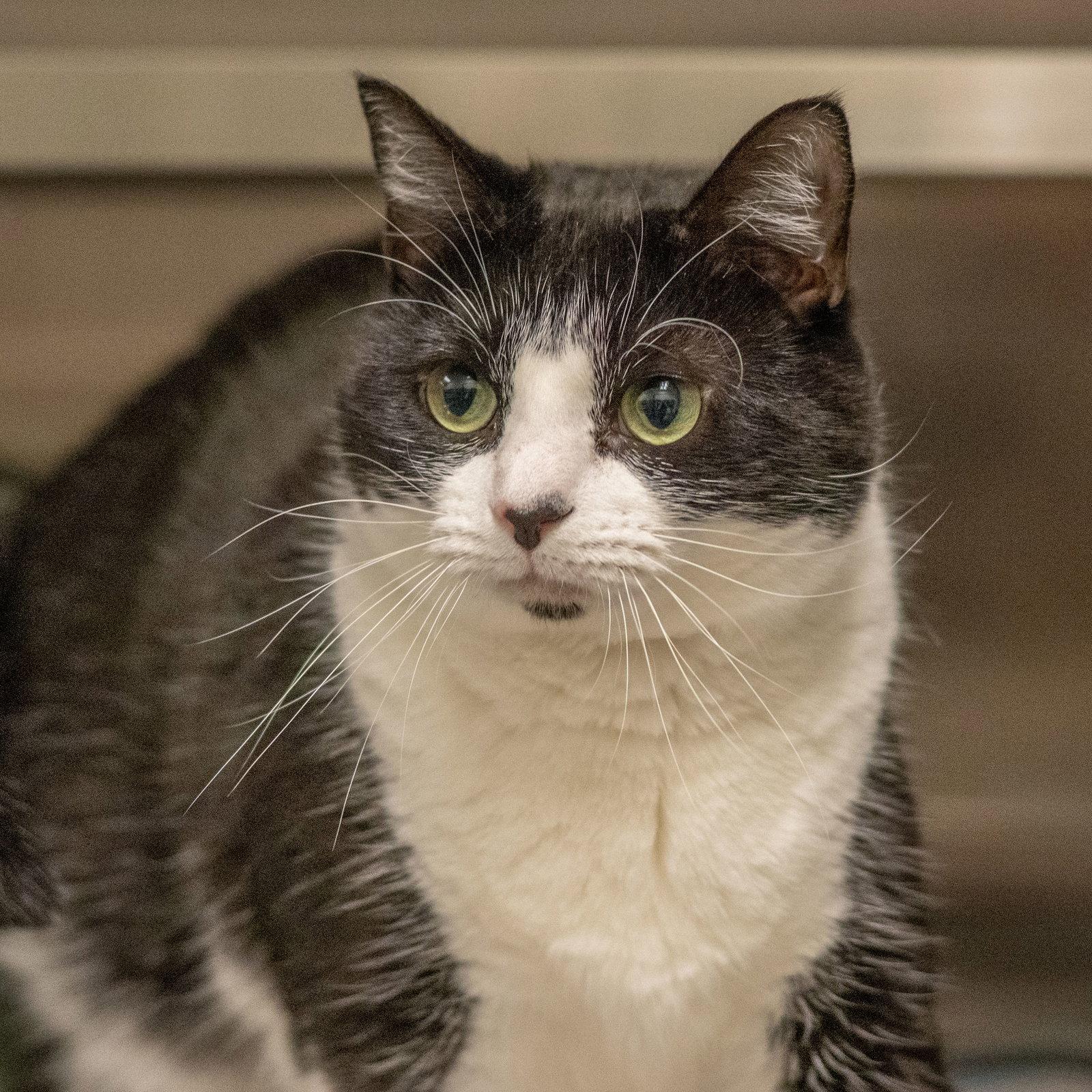 Martha May, Adoptable, Young Female Domestic Short Hair.