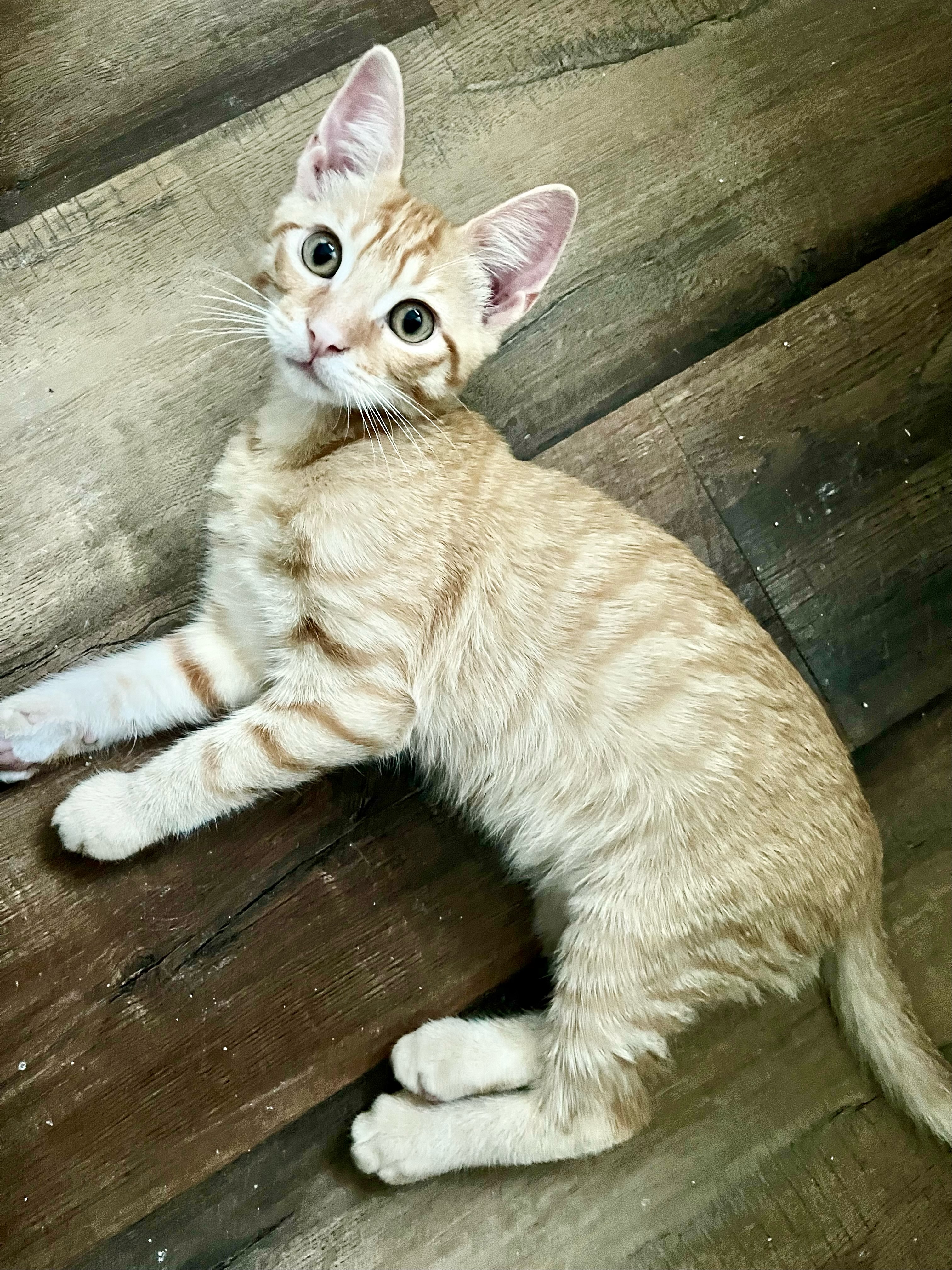 Jasper