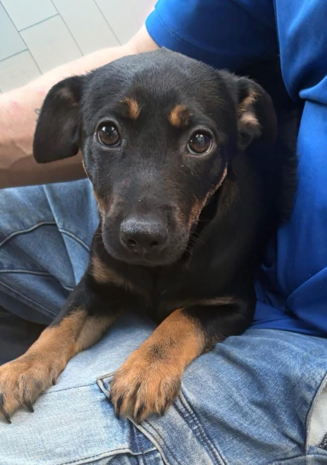 Enlarge Brin, an adopted mixed breed in Woodbury, NJ image 1/2