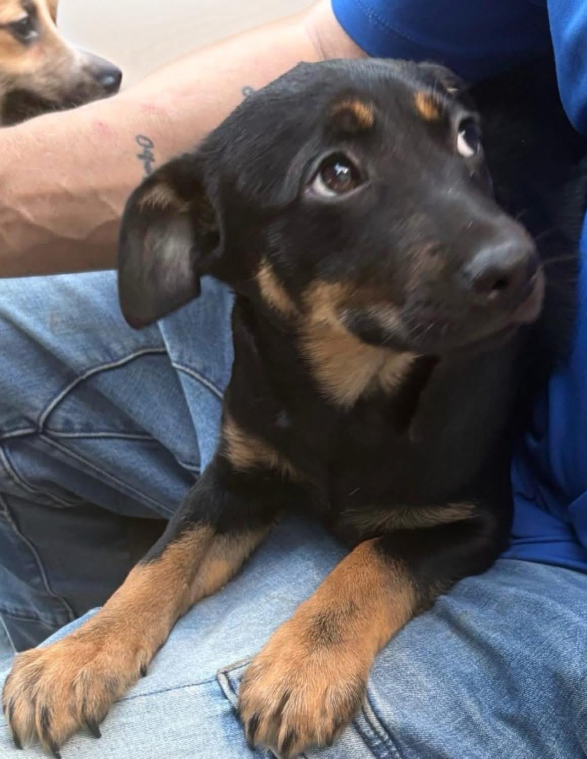 Enlarge Brin, an adopted mixed breed in Woodbury, NJ image 2/2