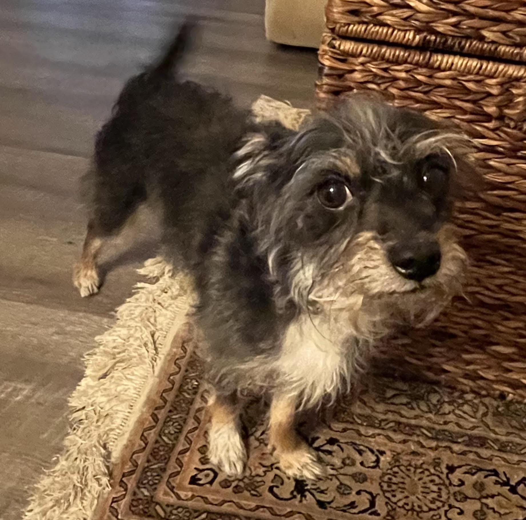 Enlarge Tiny Tobias, a ADOPTABLE mixed breed in Los Angeles, CA image 4/5