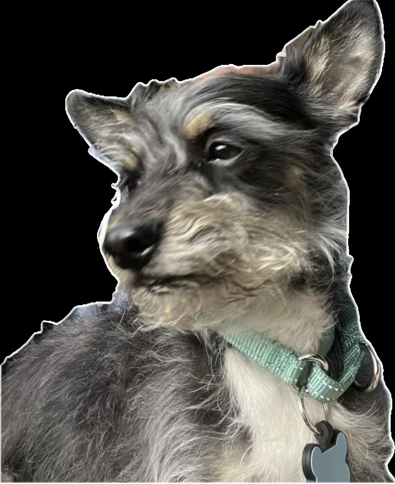 Enlarge Tiny Tobias, a ADOPTABLE mixed breed in Los Angeles, CA image 3/5