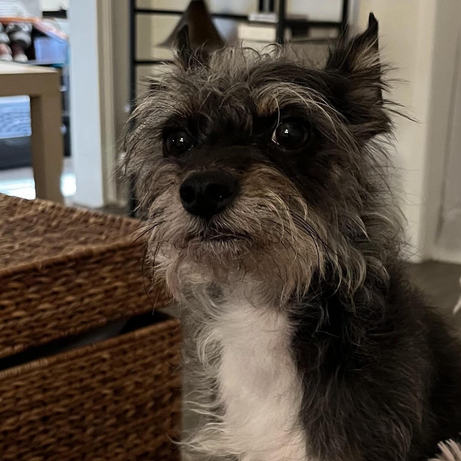 Enlarge Tiny Tobias, a ADOPTABLE mixed breed in Los Angeles, CA image 2/5